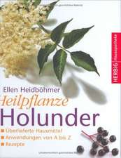 Heilpflanze Holunder