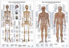 Anatomie-Lehrtafeln im Doppelpack ' Die menschliche Muskulatur ' und ' Das menschliche Skelett '