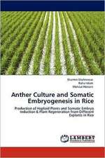 Anther Culture and Somatic Embryogenesis in Rice