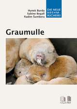 Graumulle - Cryptomys und Fukomys