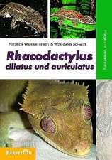 Rhacodactylus ciliatus und auriculatus