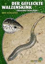 Der Gefleckte Walzenskink