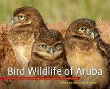 Bird Wildlife of Aruba