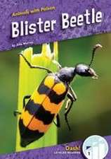 Blister Beetle