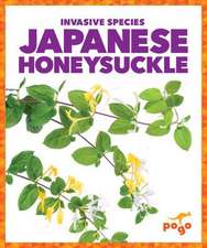 Japanese Honeysuckle