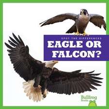 Eagle or Falcon?