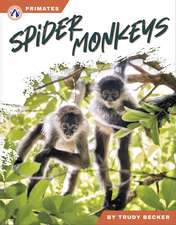 Spider Monkeys