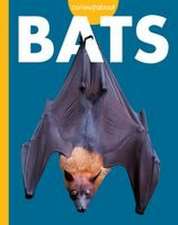 Curious about Bats